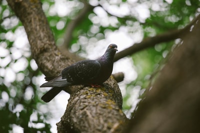 黑色鸽子在树枝上
